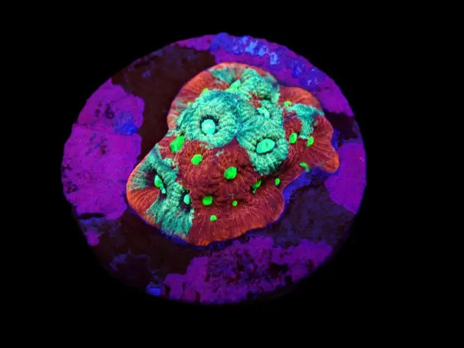 Favites pentagona (Ultra) ReefBucket