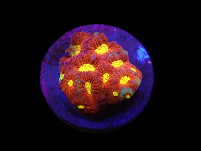 Favites sp. (JF Toro Bravo) ReefBucket