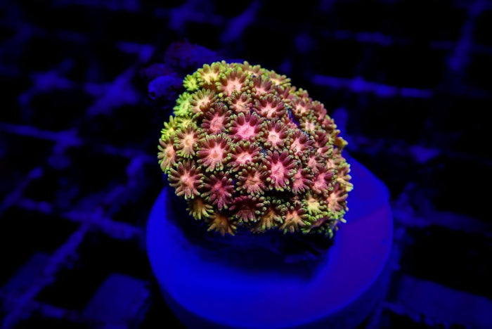 Goniopora Master Grade – Frag kopen voor LPS reef aquaria ReefBucket