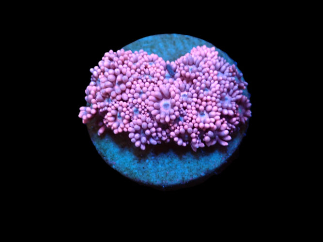Goniopora sp. (Baby Pink) (S) ReefBucket