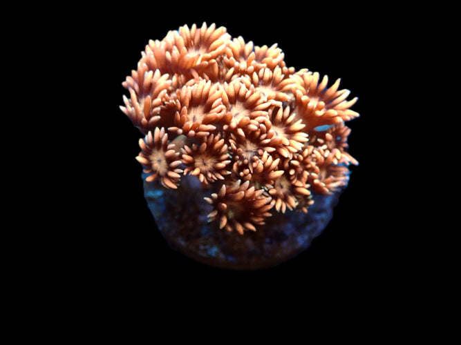 Goniopora sp. (Copper) (S) ReefBucket