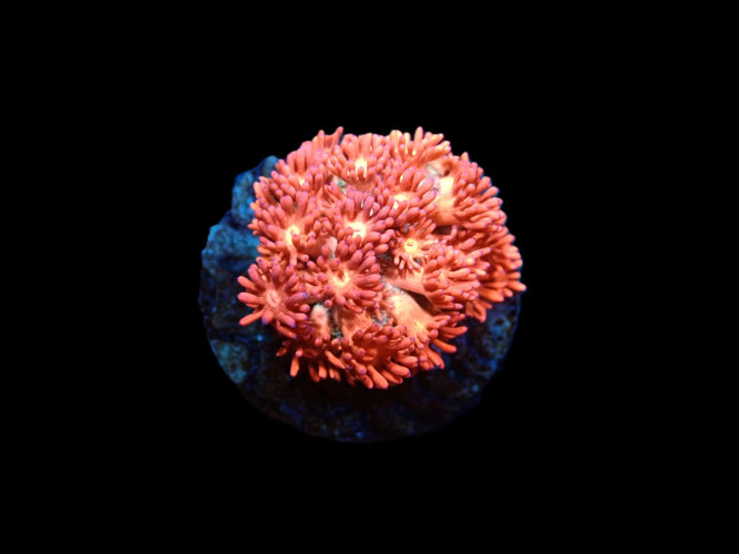 Goniopora sp. (Special Selected) (frag) ReefBucket