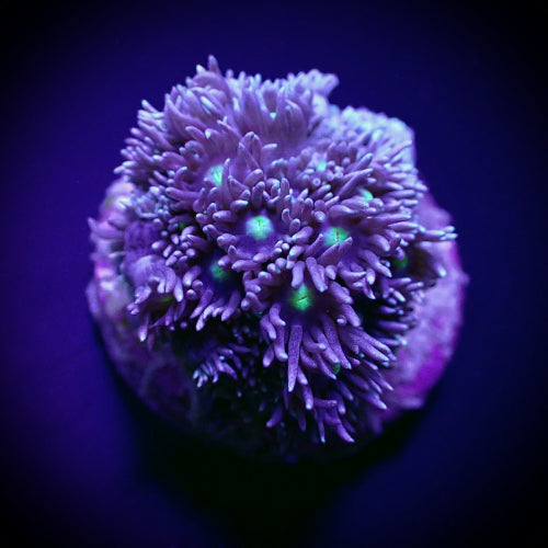 Goniopora spp. (Green with Blue Center) – Frag ReefBucket