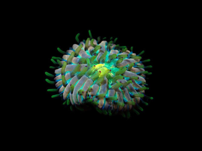 Heliofungia fralinae (Ultra) ReefBucket