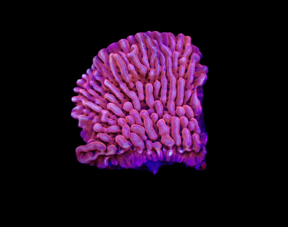 Montipora danae (JF Mean Streak) – Frag ReefBucket