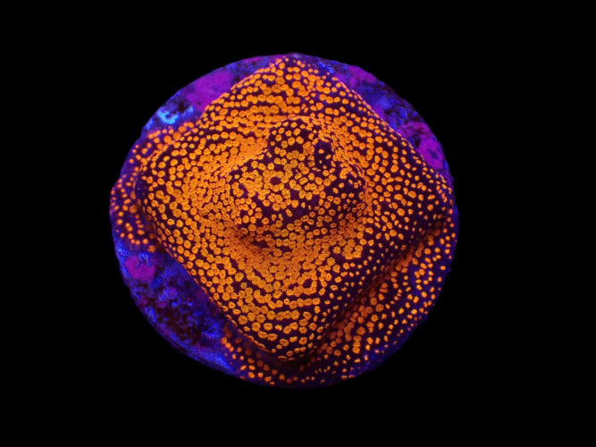 Montipora sp. (Superman) ReefBucket