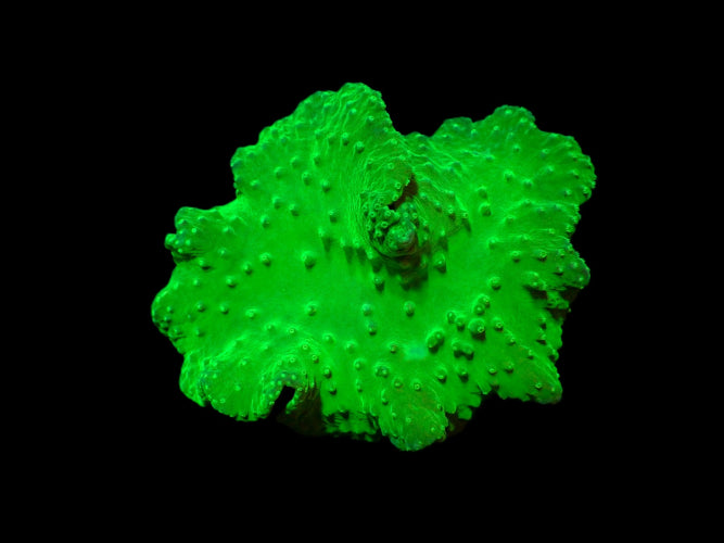 Sinularia dura (Green) – Soft Coral ReefBucket