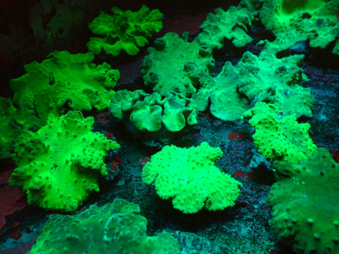 Sinularia dura (Green) – Soft Coral ReefBucket