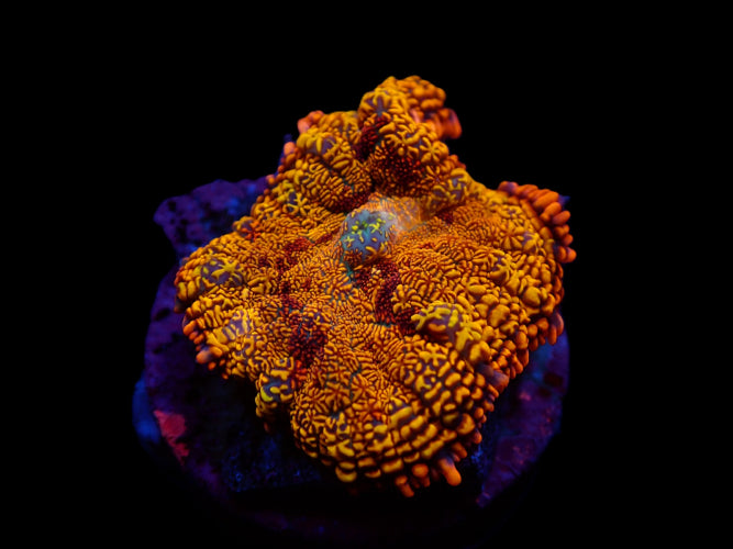 Rhodactis Grafted Orange x Green kopen – mushroom coral | ReefBucket ReefBucket