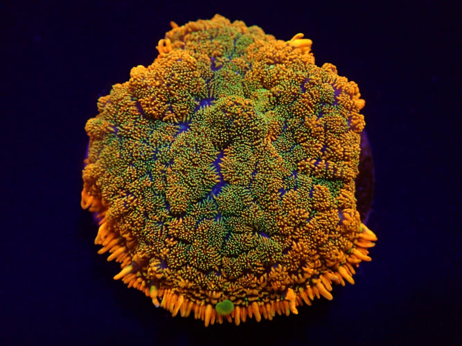 Rhodactis Grafted Orange x Green kopen – mushroom coral | ReefBucket ReefBucket