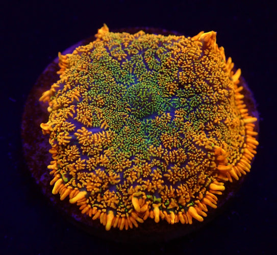 Rhodactis Grafted Orange x Green kopen – mushroom coral | ReefBucket ReefBucket