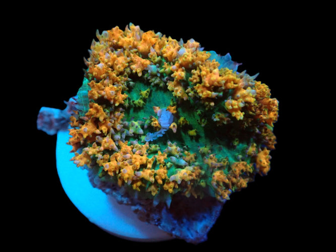 Rhodactis osculifera (Ultra) ReefBucket