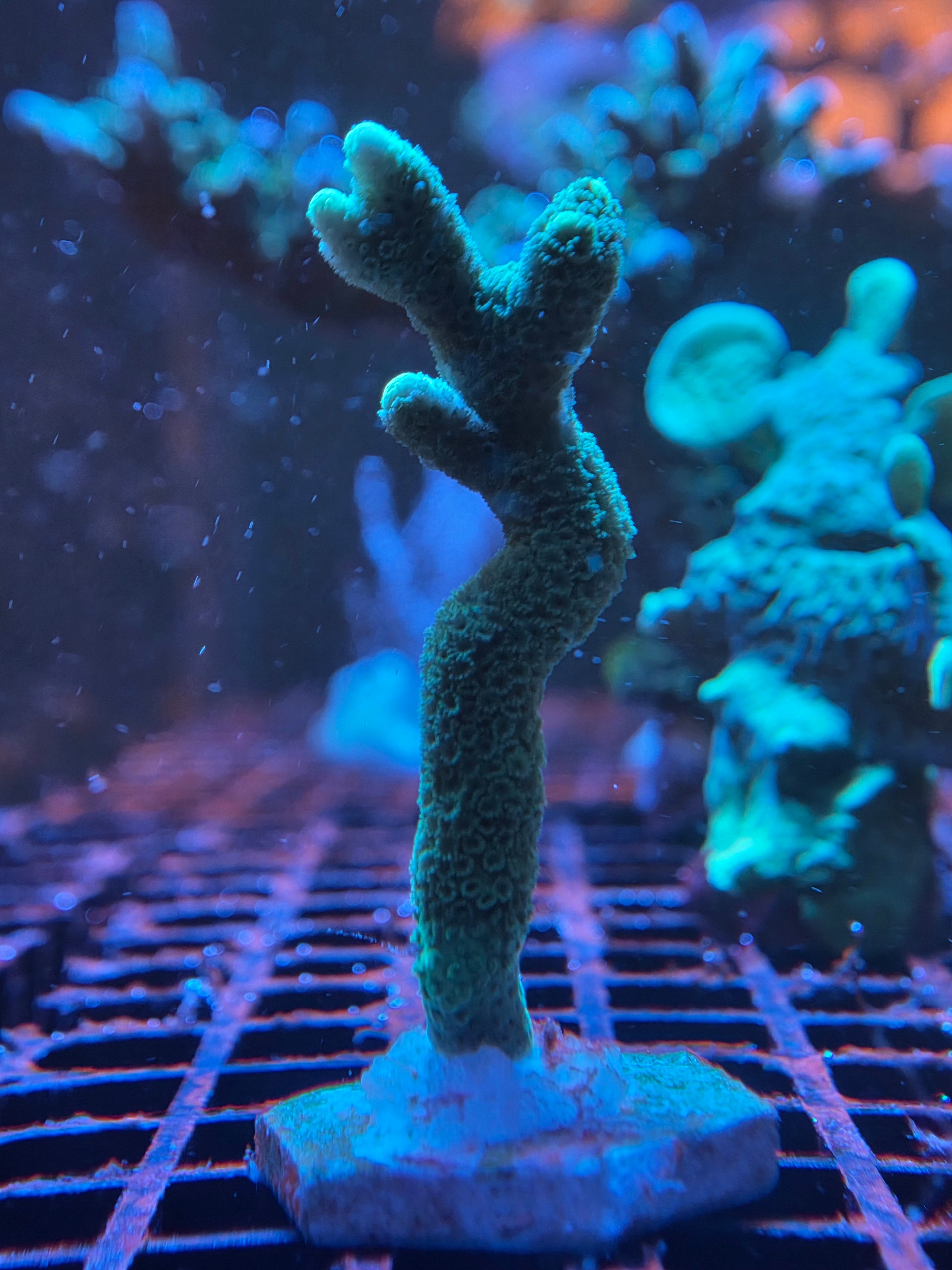 Montipora digitata Groen kopen – felgroene SPS voor rifaquaria ReefBucket