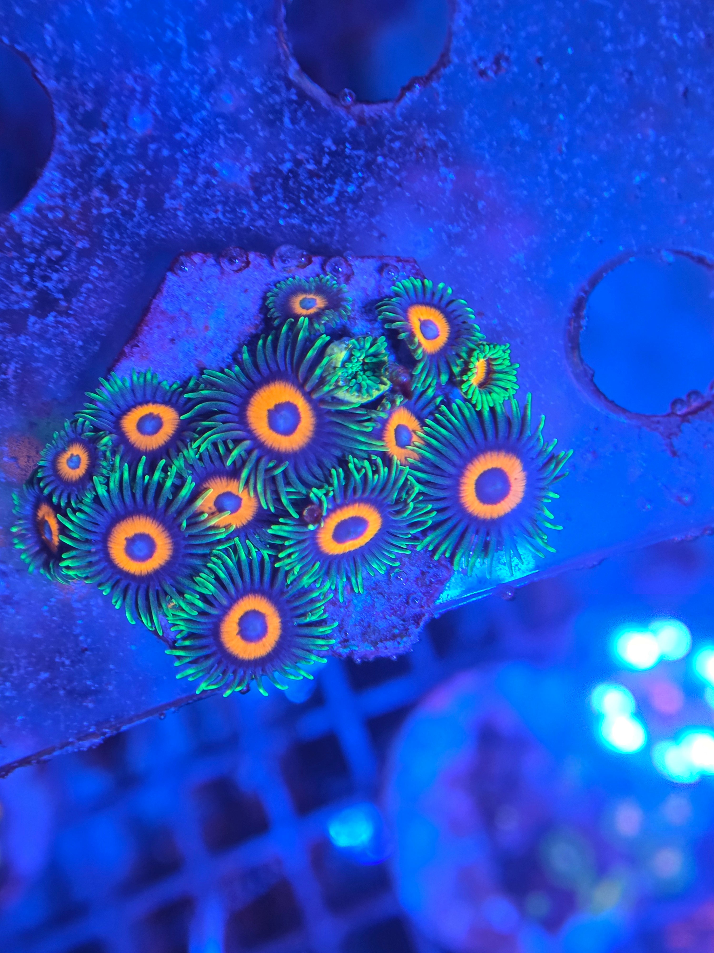 Zoanthus Eagle Eye kopen – klassieker met felgroene rand | ReefBucket ReefBucket