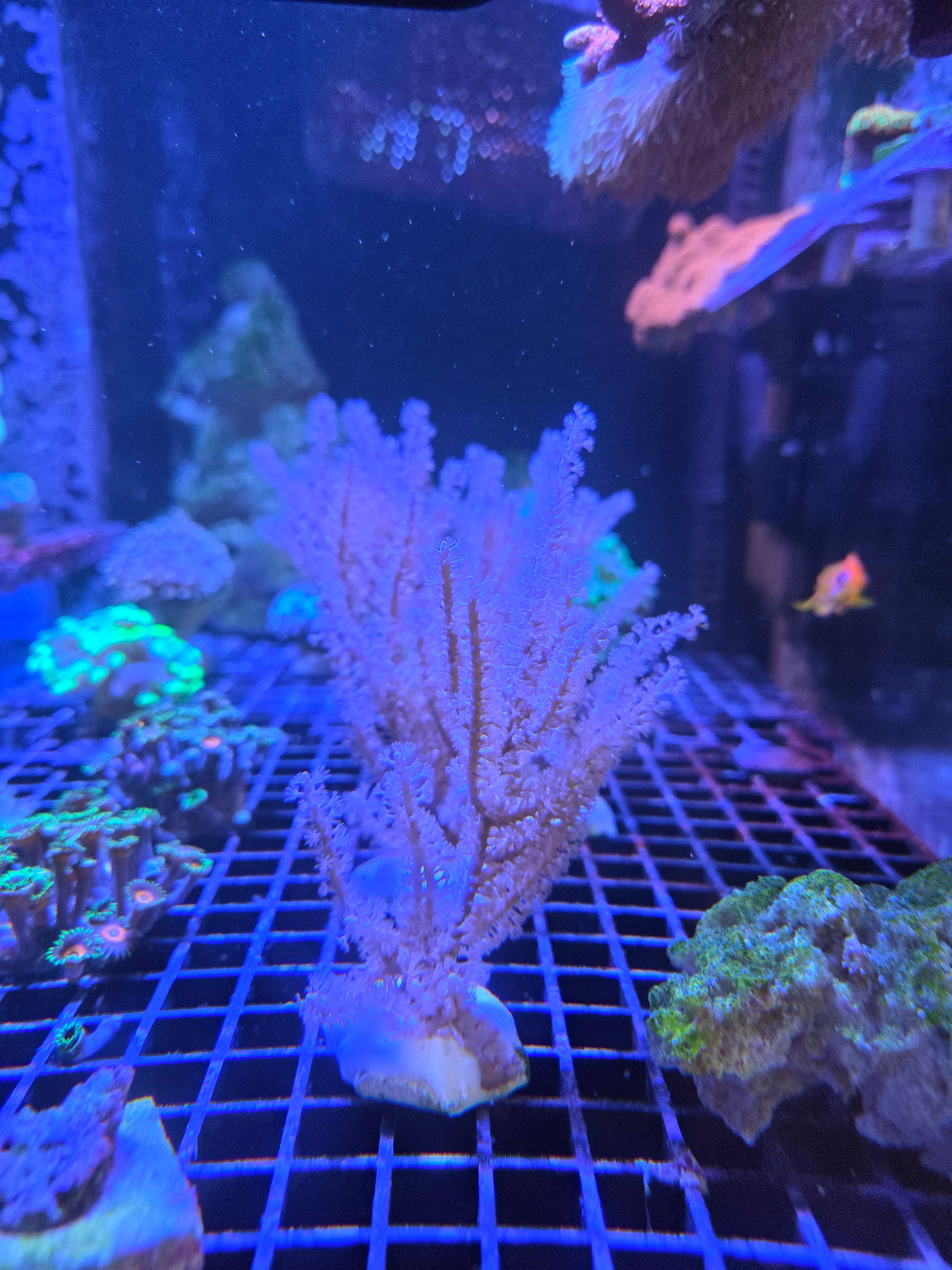 Antillogorgia acerosa kopen – photosynthetische gorgoon | ReefBucket ReefBucket