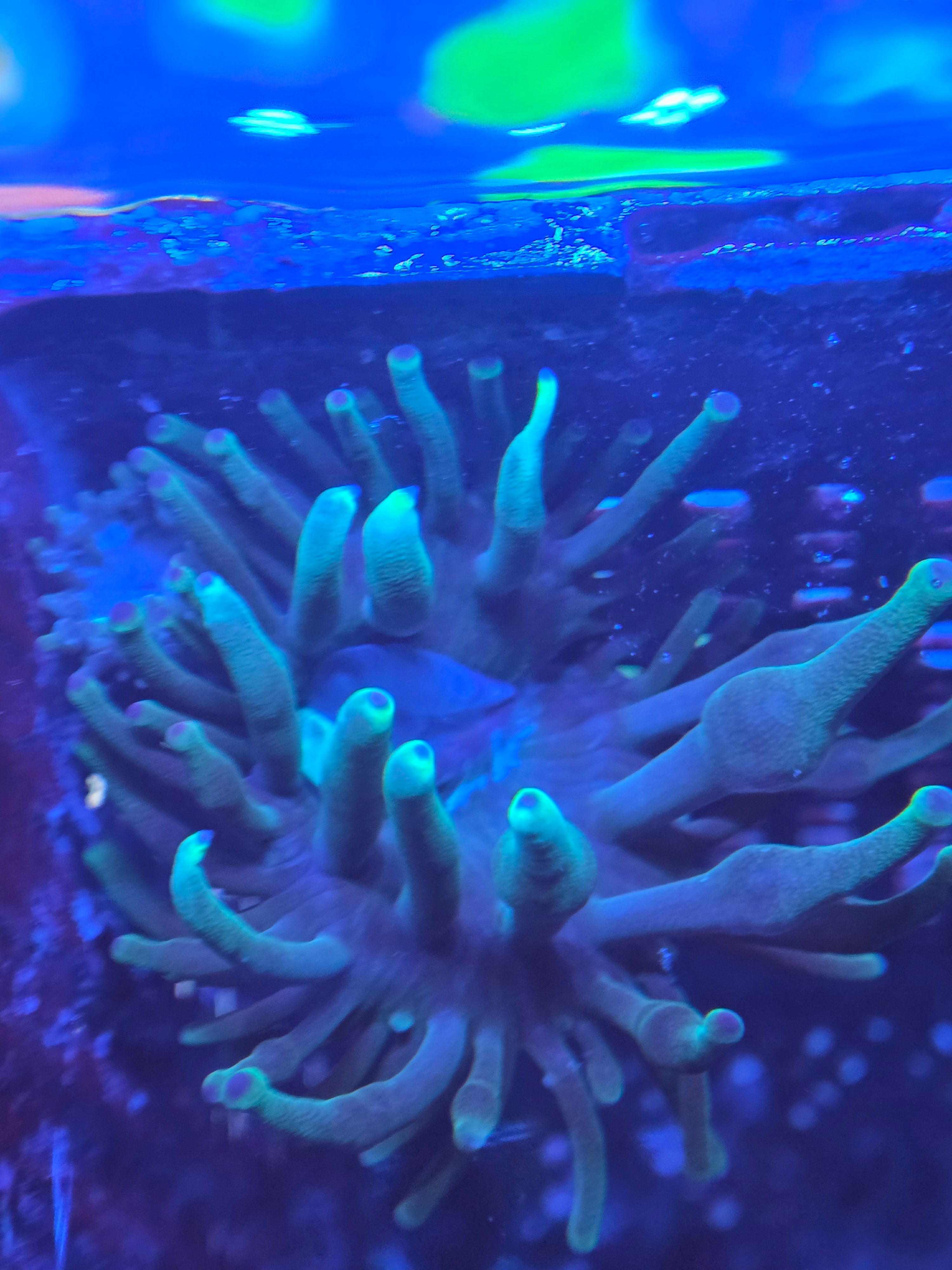 Entacmaea quadricolor Green – Bubble Tip Anemoon voor rifaquarium ReefBucket