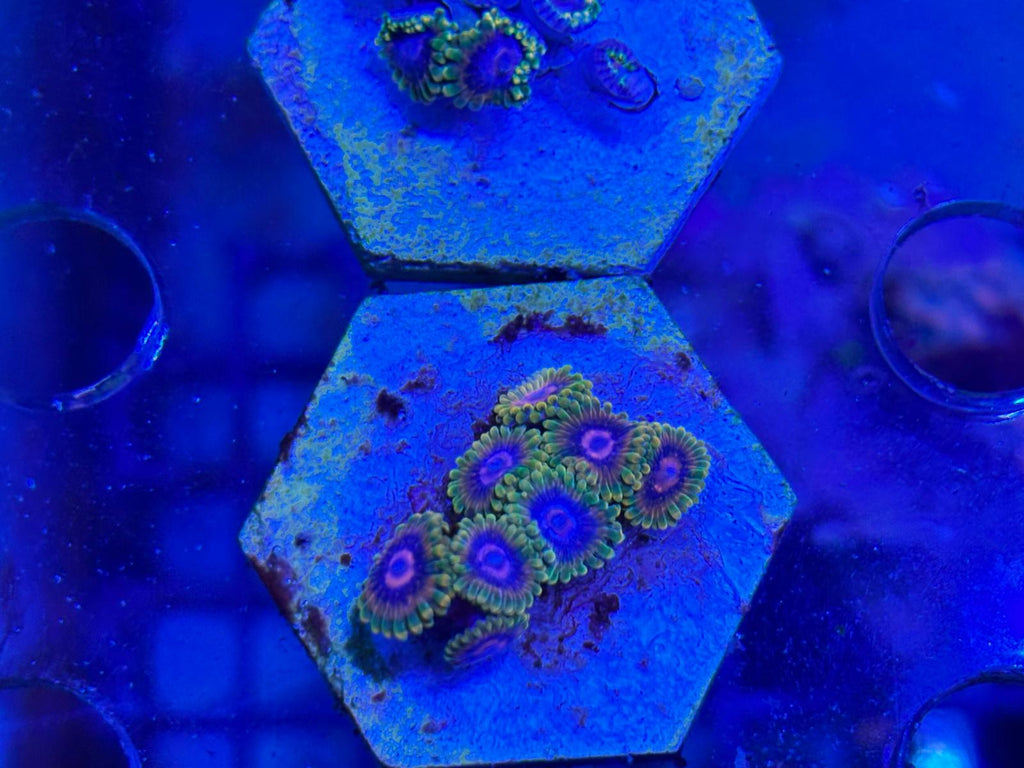 ReefBucket 4-in-1 Koraal Foto Lens – perfecte foto’s onder blauw licht ReefBucket