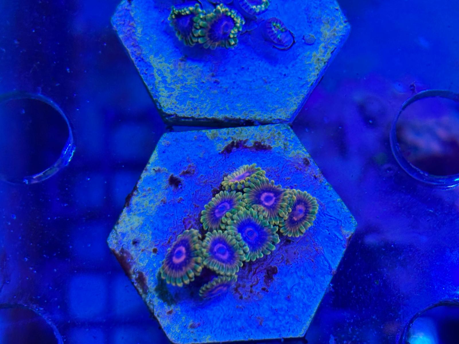 ReefBucket 4-in-1 Koraal Foto Lens – perfecte foto’s onder blauw licht ReefBucket