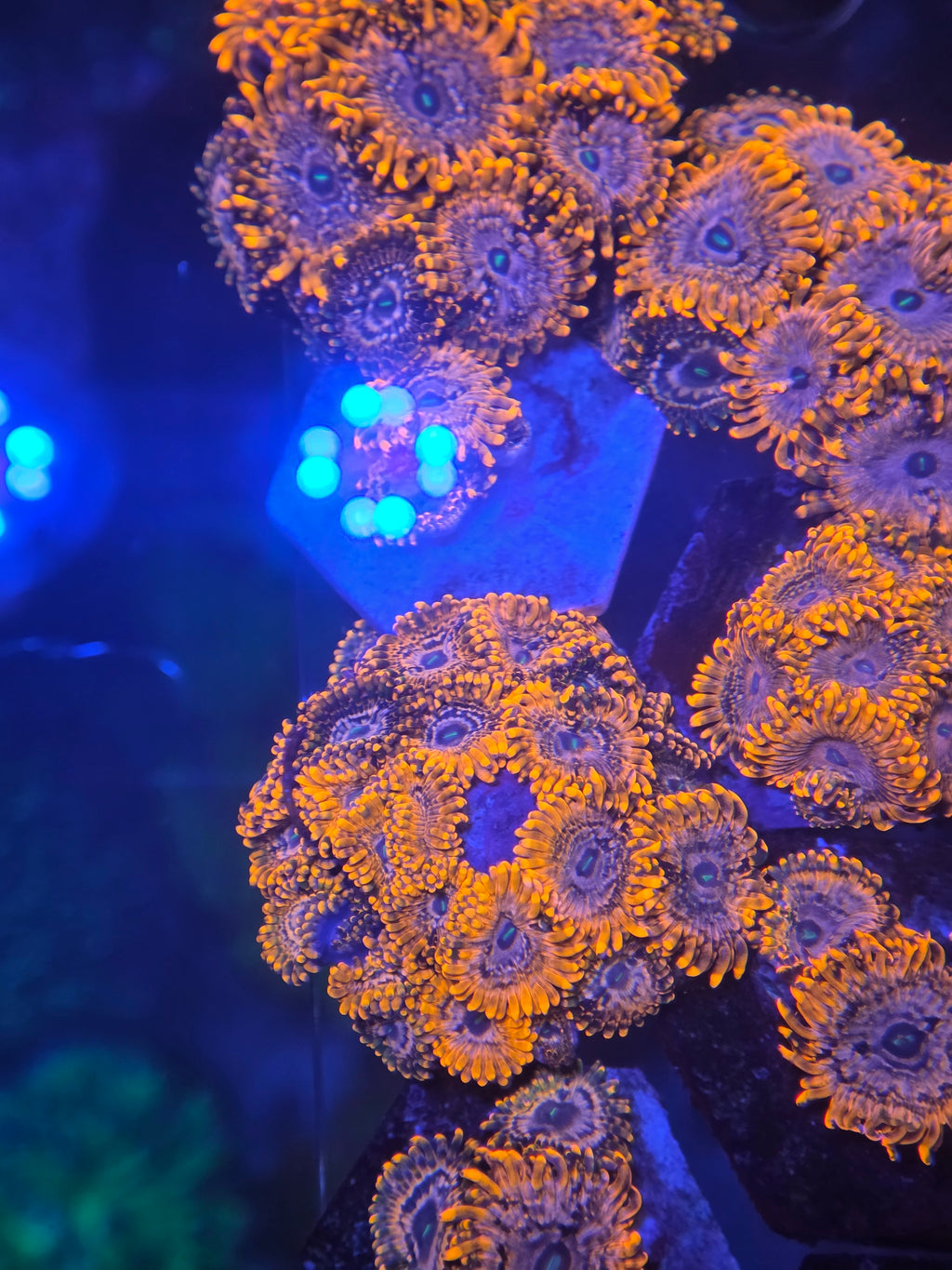 Utter Chaos Zoanthus kopen | Frags vanaf €27,50 | ReefBucket ReefBucket