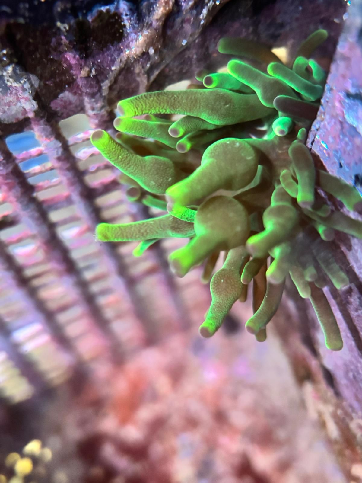 Entacmaea quadricolor Green – Bubble Tip Anemoon voor rifaquarium ReefBucket