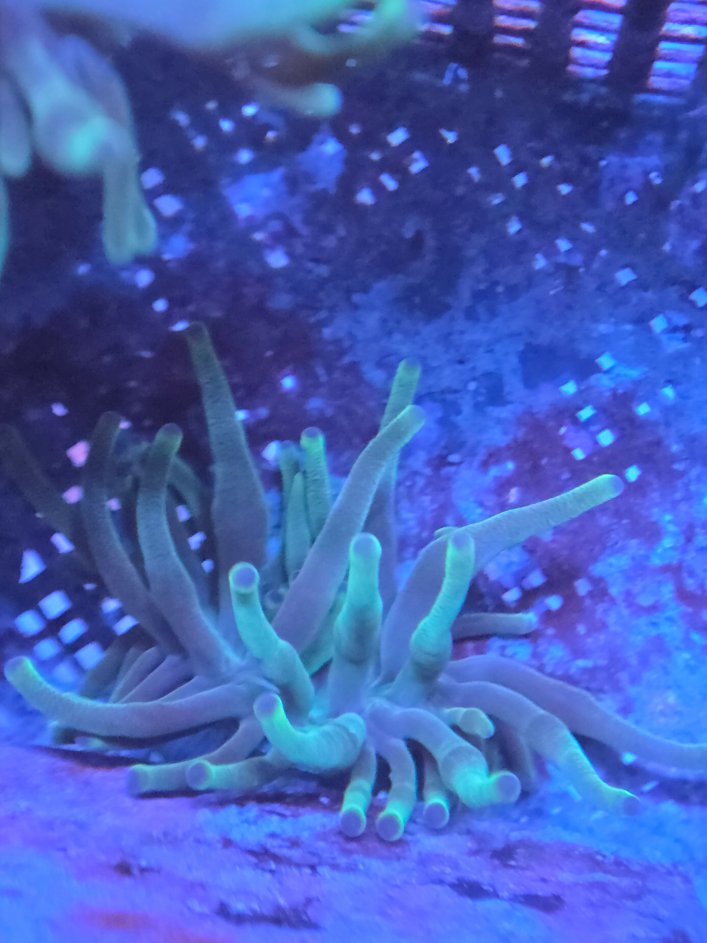 Entacmaea quadricolor Green – Bubble Tip Anemoon voor rifaquarium ReefBucket
