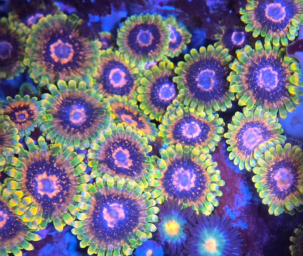 Zoanthus Mind Trick kopen – neon groene zoa morph | ReefBucket ReefBucket