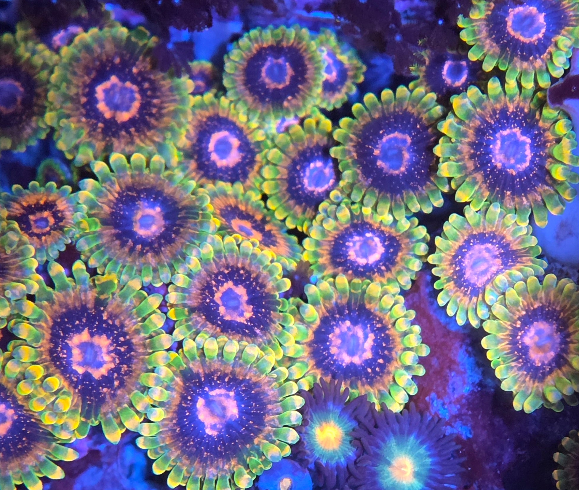 Zoanthus Mind Trick kopen – neon groene zoa morph | ReefBucket ReefBucket
