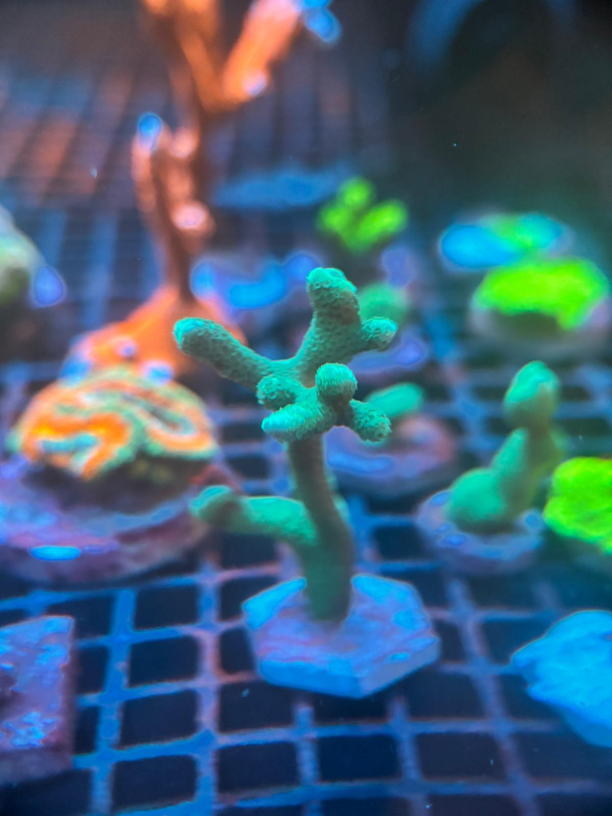 Montipora digitata Groen kopen – felgroene SPS voor rifaquaria ReefBucket