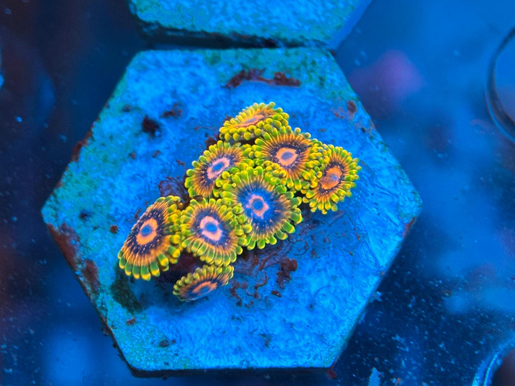 ReefBucket 4-in-1 Koraal Foto Lens – perfecte foto’s onder blauw licht ReefBucket