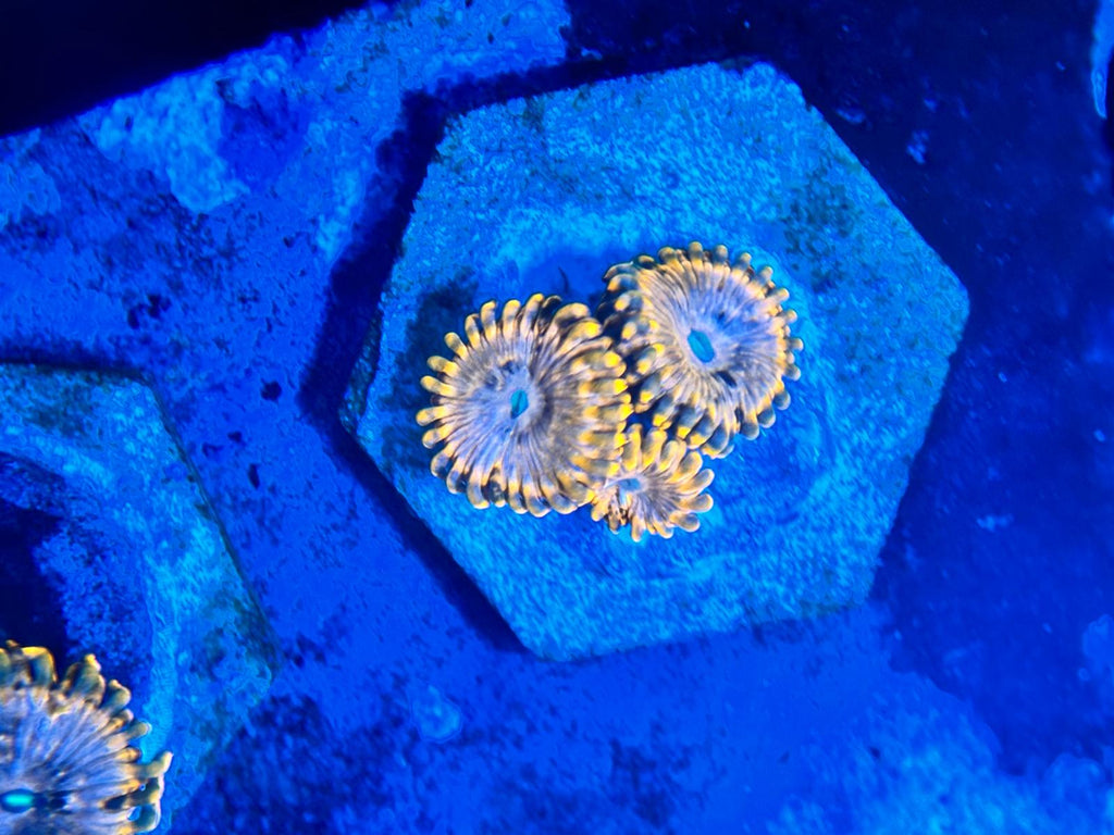 Zoanthus Utter Chaos ReefBucket