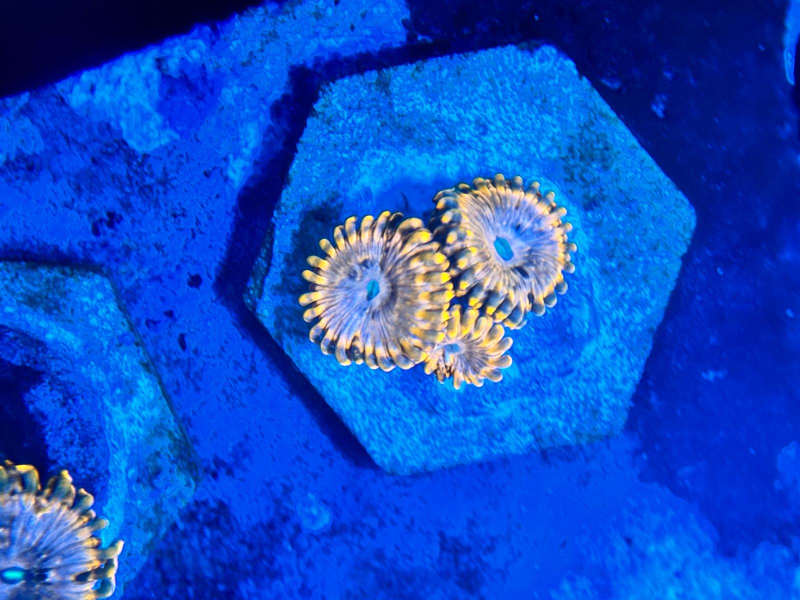 Zoanthus Utter Chaos ReefBucket
