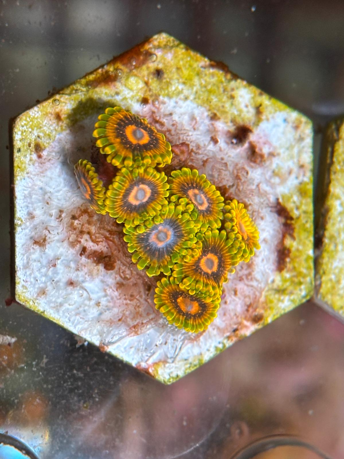 ReefBucket 4-in-1 Koraal Foto Lens – perfecte foto’s onder blauw licht ReefBucket