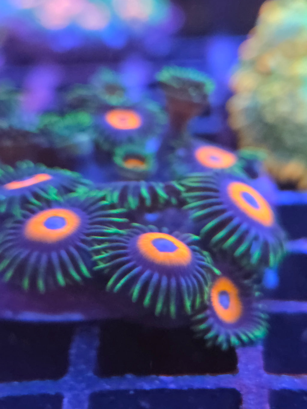 Zoanthus Eagle Eye kopen – klassieker met felgroene rand | ReefBucket ReefBucket