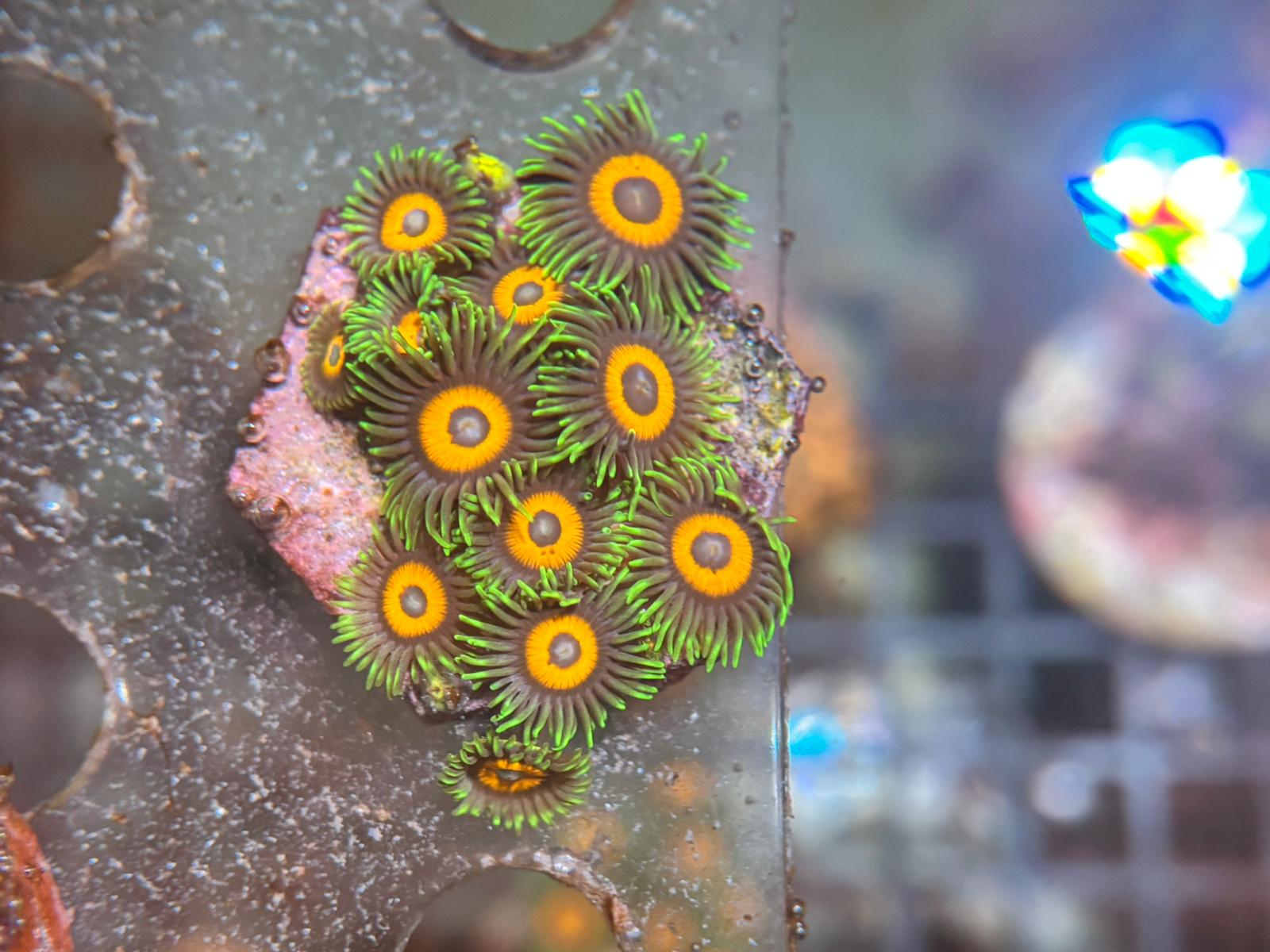 Zoanthus Eagle Eye kopen – klassieker met felgroene rand | ReefBucket ReefBucket