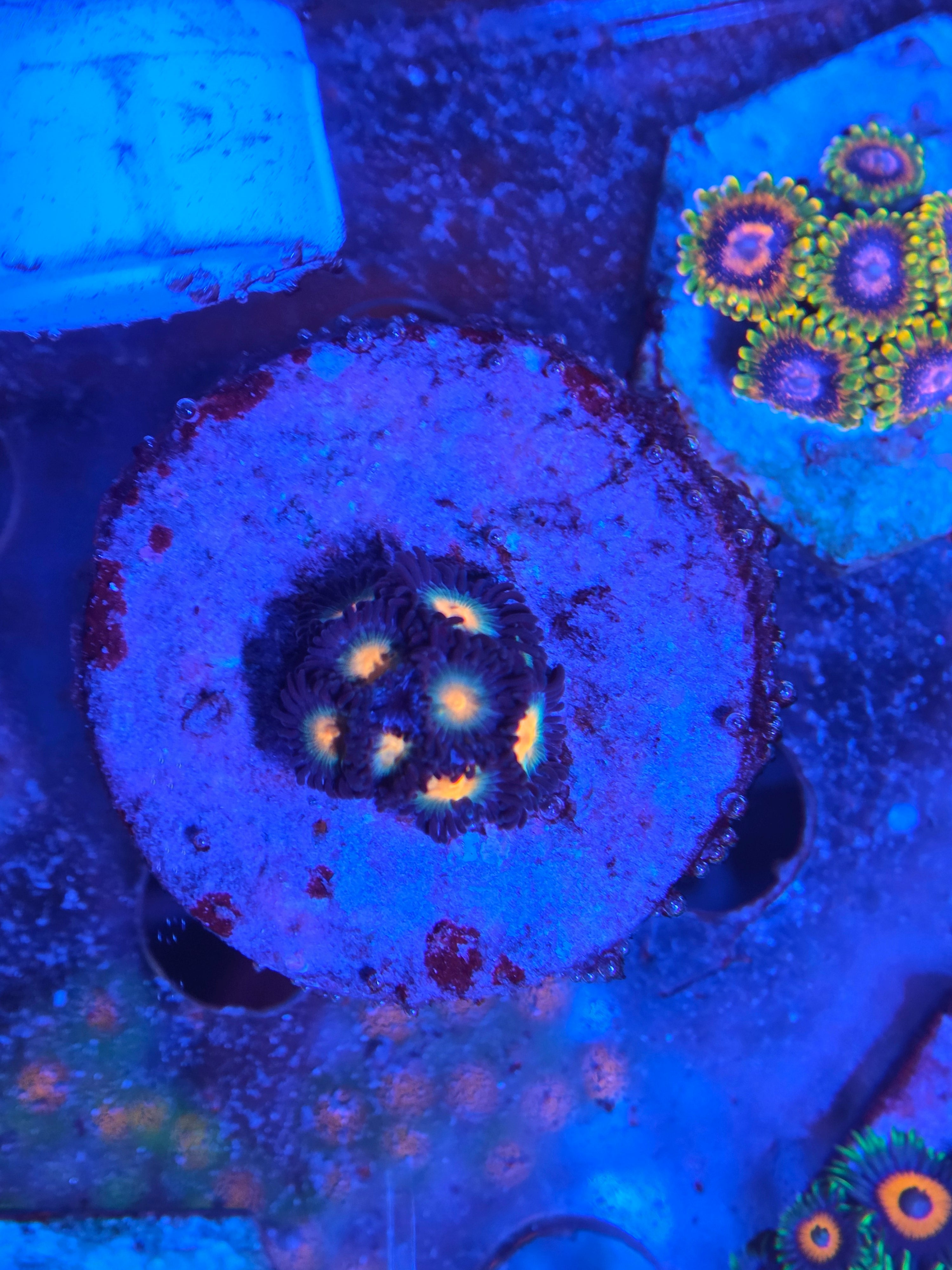 Zoanthus Gorilla Nipple kopen – klassieker met neon centrum | ReefBucket ReefBucket