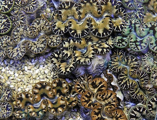 Tridacna maxima (Yellow-Gold) – Doopvontschelp ReefBucket