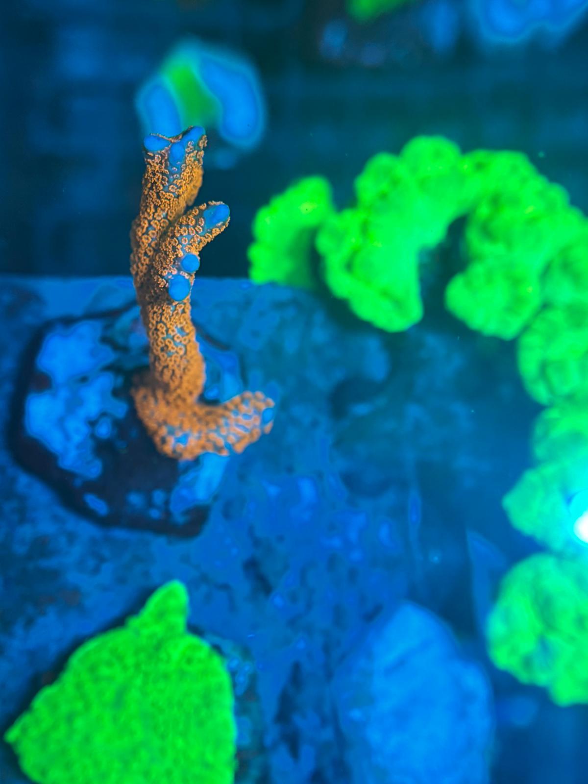 Montipora digitata Samarensis High Red kopen – fel rood SPS koraal ReefBucket