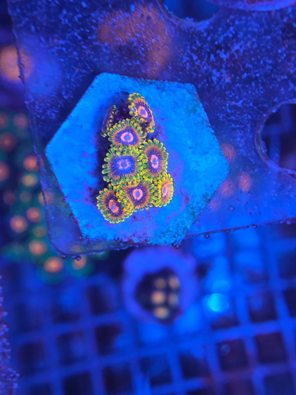 Zoanthus Mind Trick kopen – neon groene zoa morph | ReefBucket ReefBucket