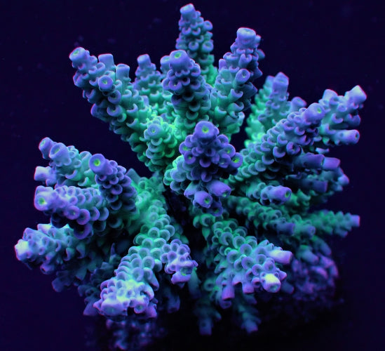 Acropora tenuis Grade A medium kopen – SPS koraal frag ReefBucket ReefBucket