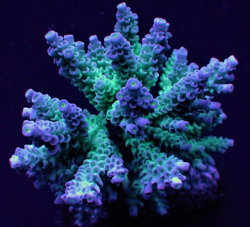 Acropora tenuis Grade A medium kopen – SPS koraal frag ReefBucket ReefBucket