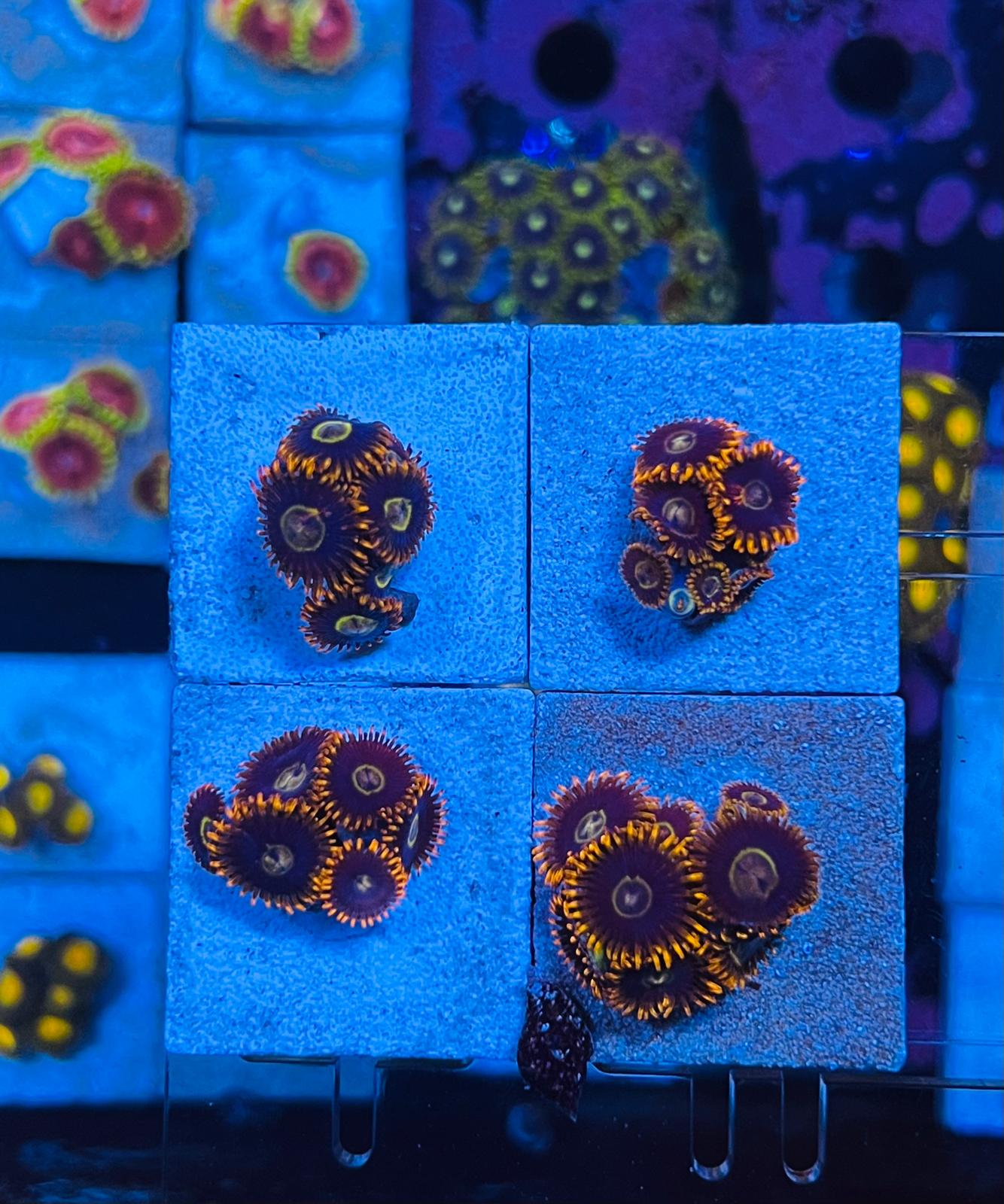 Rainbow Hornet Zoanthus kopen – Exclusieve koraal frag | ReefBucket ReefBucket