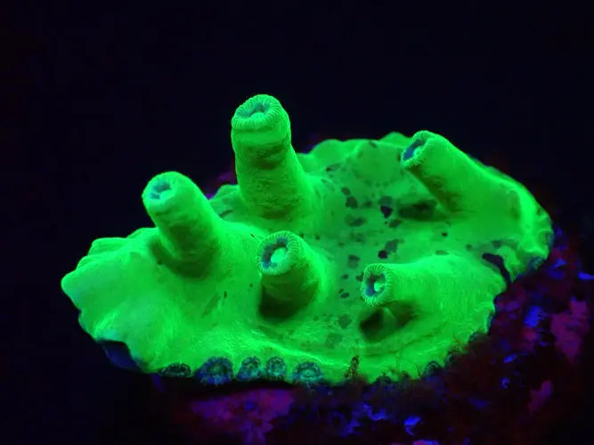 Turbinaria heronensis (Very Rare) ReefBucket