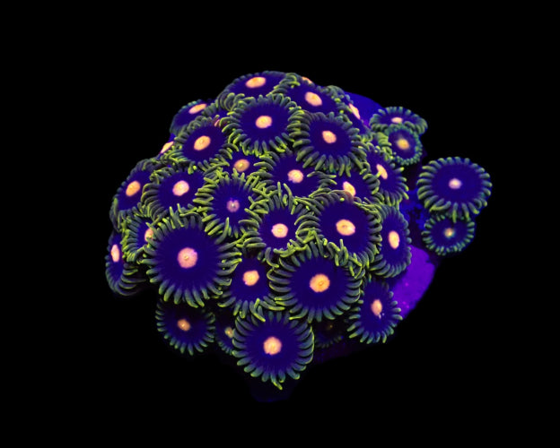 Zoanthus spp. (Blow Pop) – Frag ReefBucket