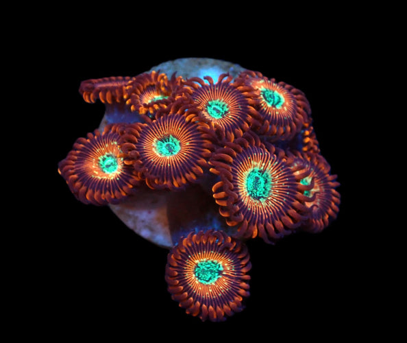 Zoanthus sp. (Magician) ReefBucket