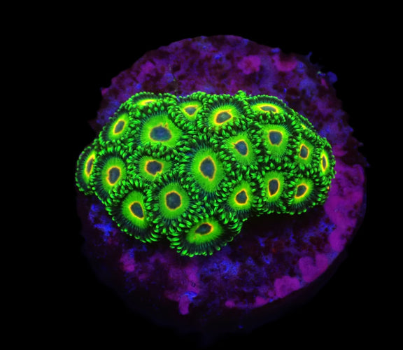 Zoanthus sp. (Three Little Birds) ReefBucket