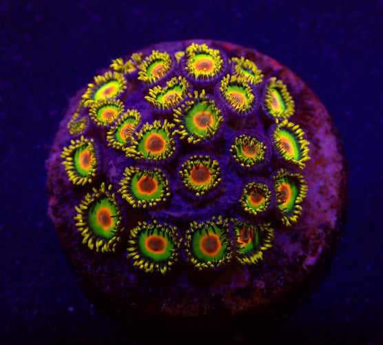 Zoanthus spp. (Rasta) – Frag ReefBucket