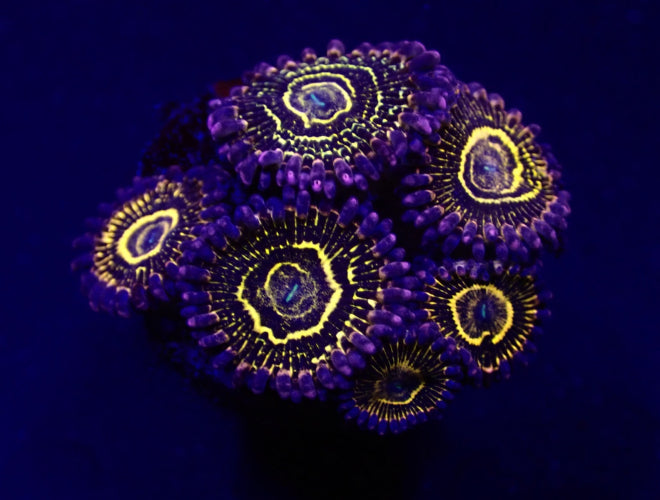 Zoanthus Stratosphere kopen – High-end zoanthus voor jouw rif | ReefBucket ReefBucket