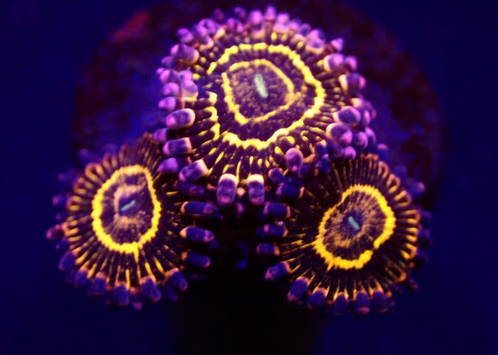 Zoanthus Stratosphere kopen – High-end zoanthus voor jouw rif | ReefBucket ReefBucket